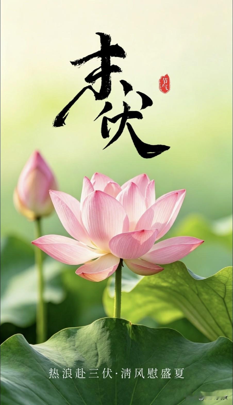 不是迷信！今日末伏，记得：1不碰、2不早、3不睡、4不补，早了解古诗有云，