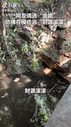 “太不可思议了！”山东一女子去游玩，正好看到一只“金蟾”趴在石头上，出于好奇，女