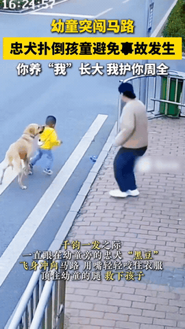 一秒生，一秒死。现代再现忠犬救幼主的故事。幼童突闯马路，忠犬扑倒孩童避免事故。这
