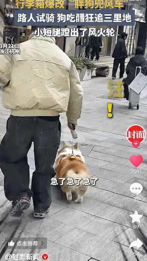 “笑不活了”浙江杭州，一男子把电动行李箱爆改成遛狗神器，女子出于好奇试骑，柯基吃