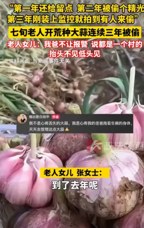 “别把人逼急了！”2025年5月，山东烟台，一名7旬老人开荒种大蒜连续三年被偷，