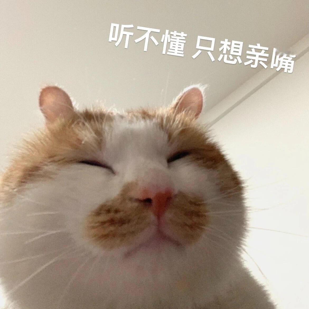 猫咪表情包表情包​​​