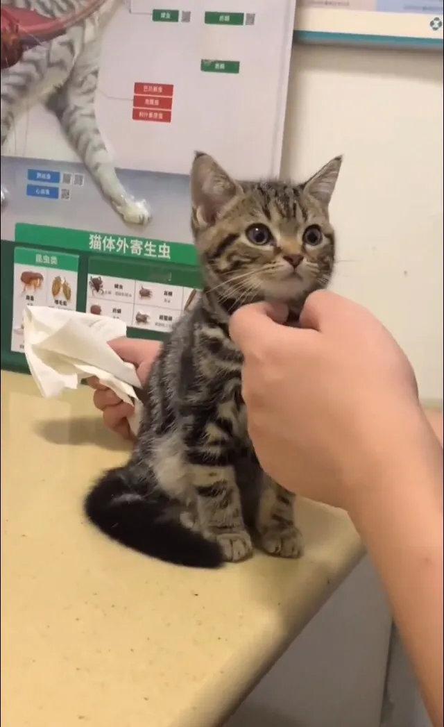 6月6日，广州陈先生的宠物诊所来了一只“清纯少女猫”！陈先生今天早早就来到宠物店