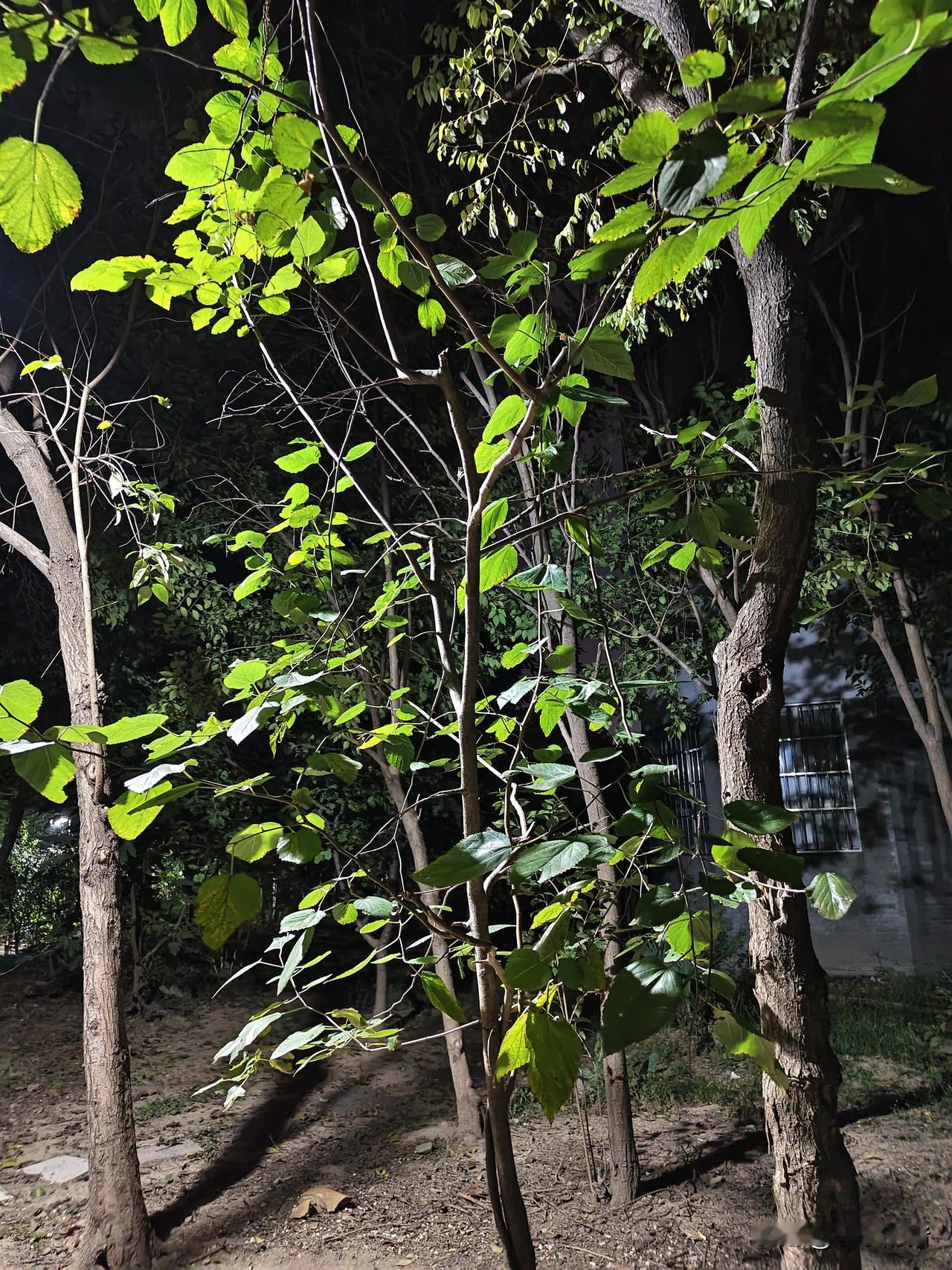 上个月我一个堂表弟打电话跟我借五千块钱还房贷，说发了工资就还我，我当时答应了，说