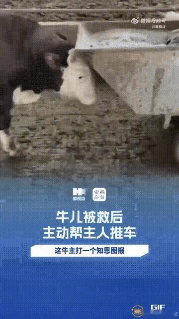 万物皆有灵性！安徽一对夫妻的养殖场里有六七百头牛，但有一头牛比较特殊，每次妻子