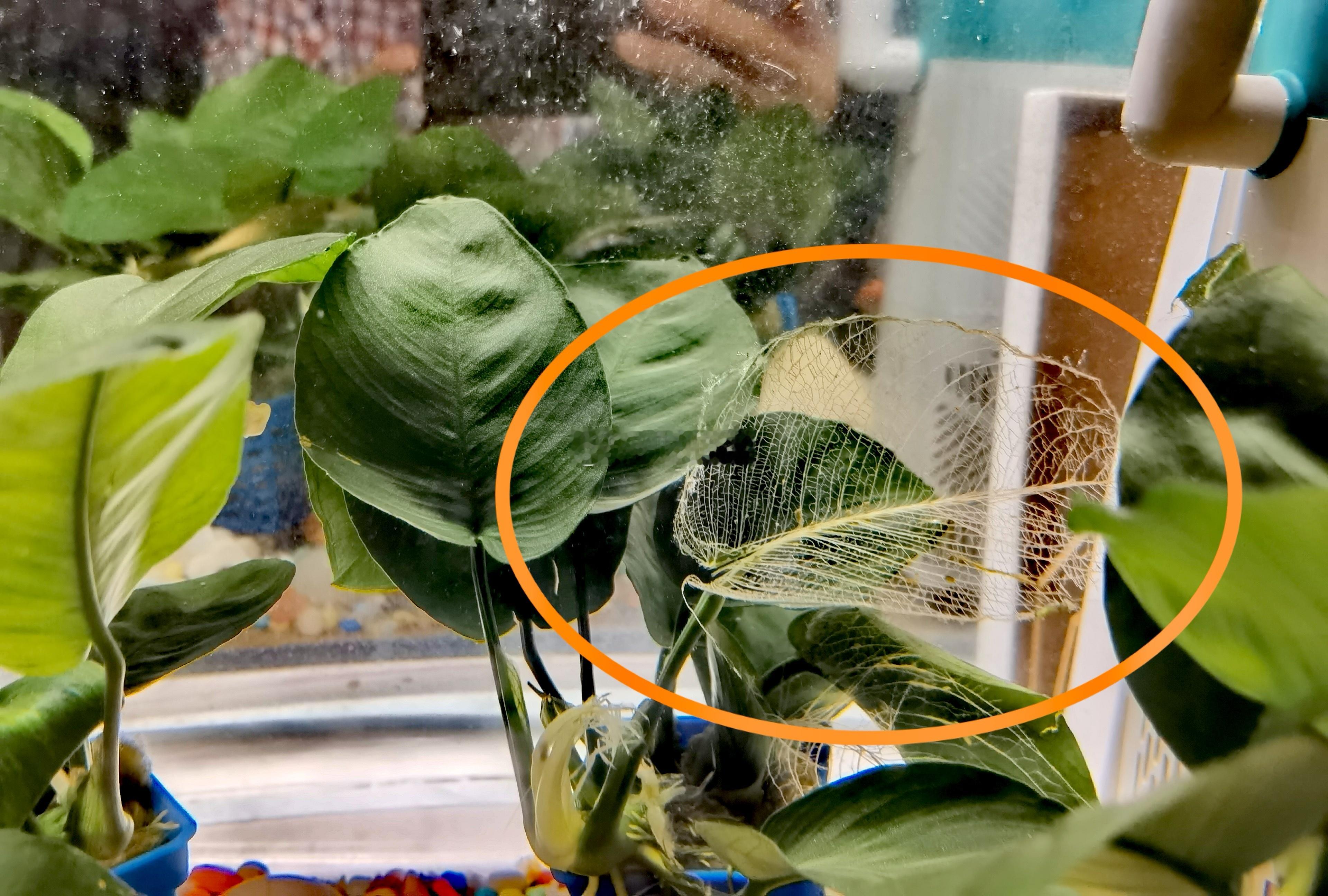 家里两条“清道夫”把水族箱里的叶子吃成了“艺术品”。[笑着哭]​​​