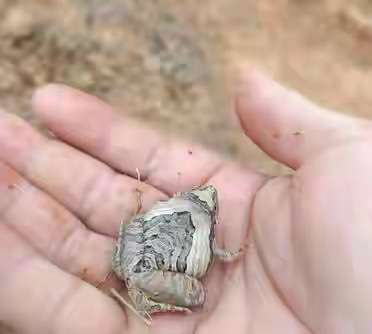 这蛙什么品种？看着有点特别