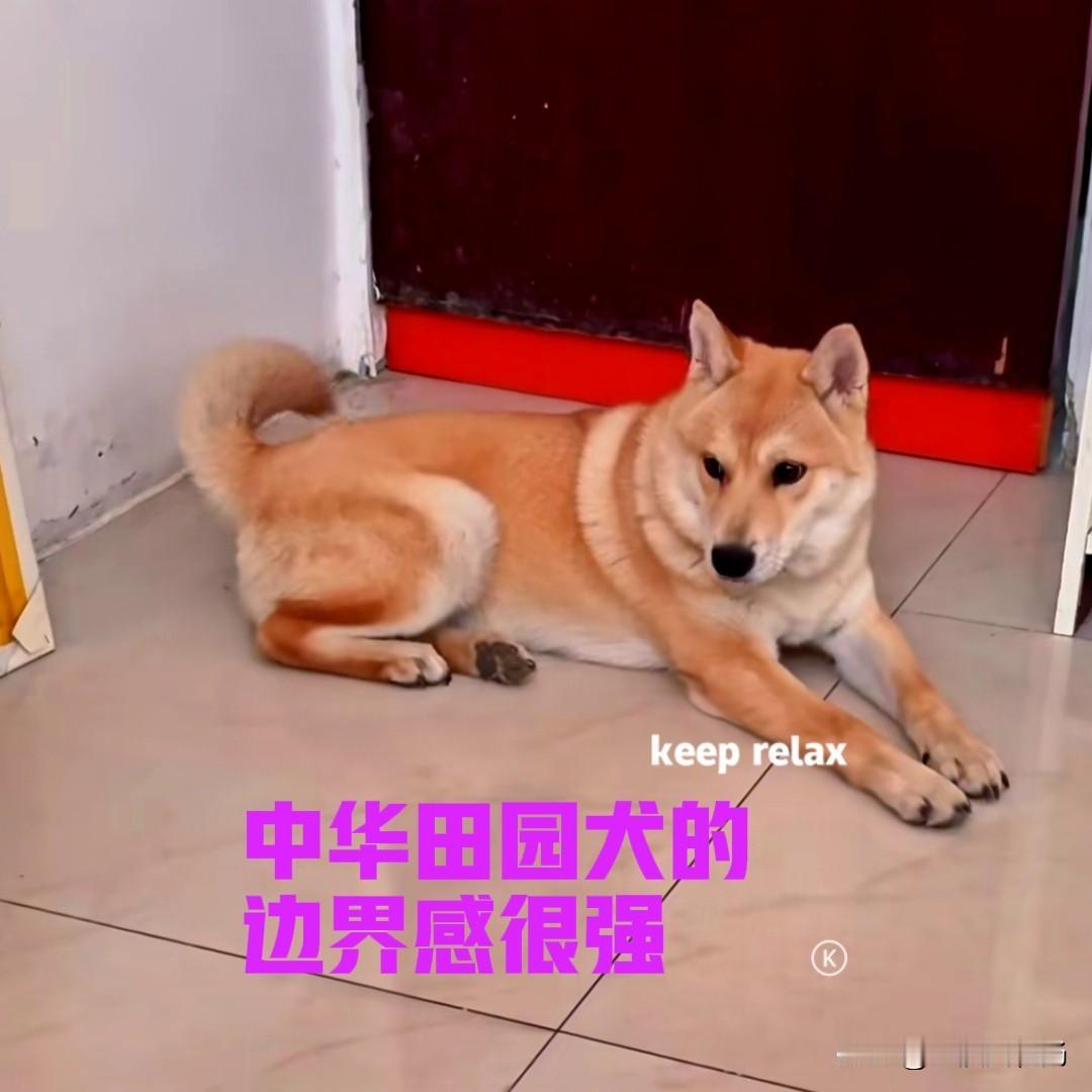 以前家里养过一只大黄，只可惜没有养几年，便在一个寒冷的冬夜，被偷狗贼偷走了。为此