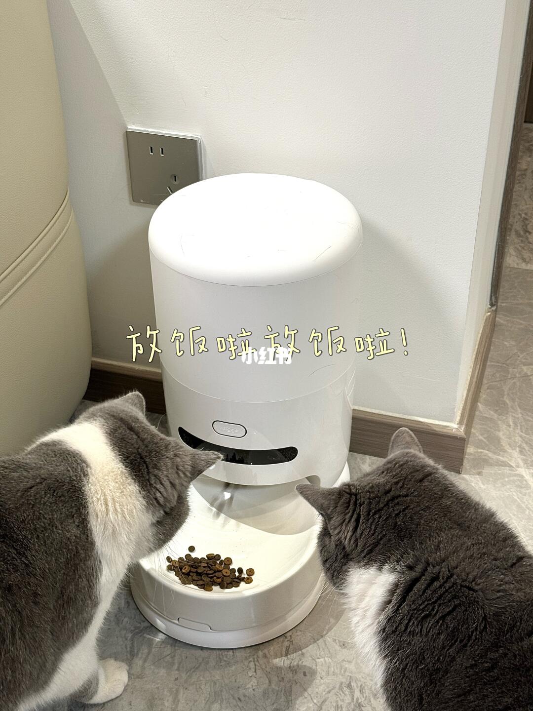 这个小猫喂食器用着不要太香啦！