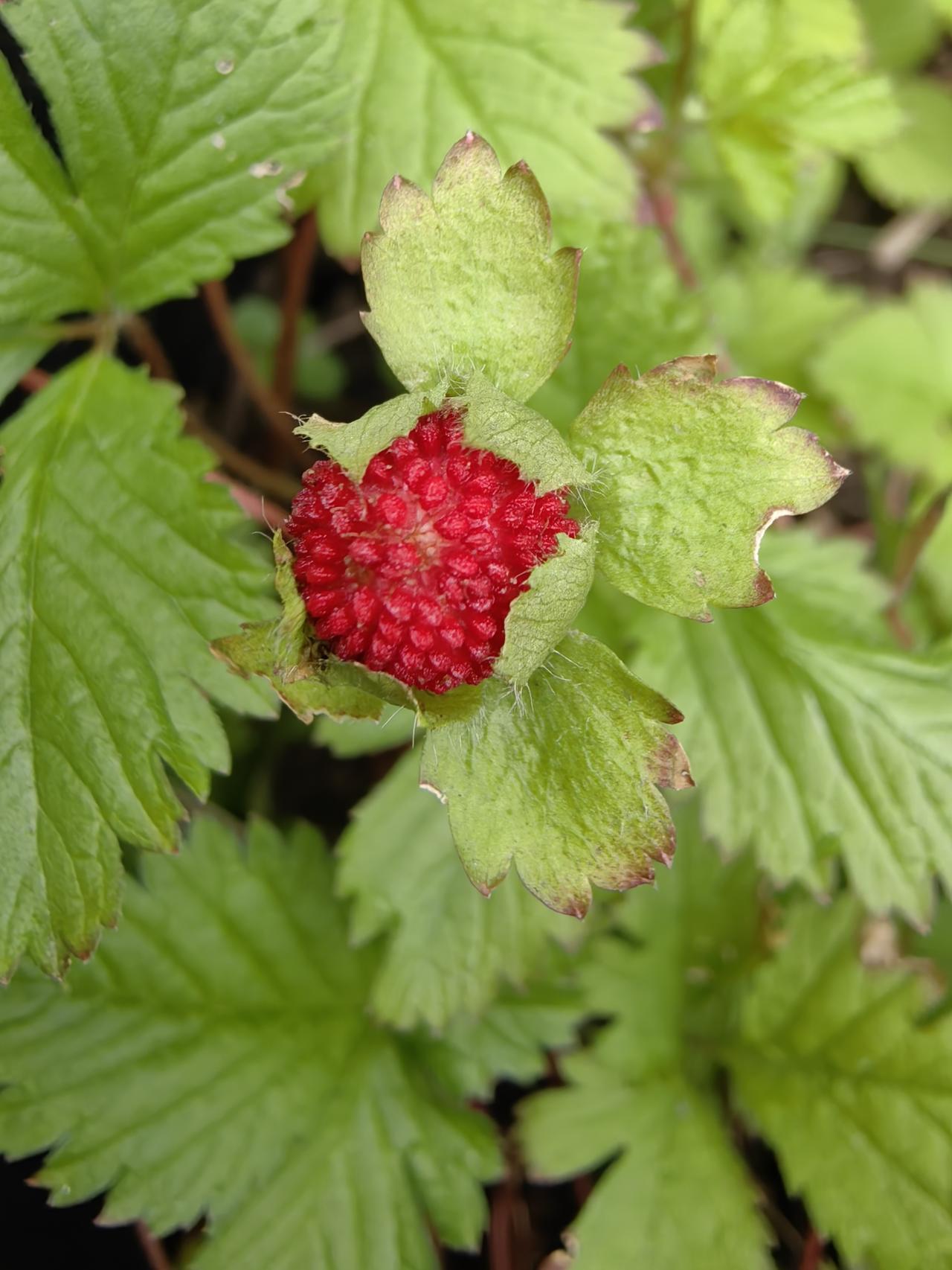 小时候见过这个东西。看着红彤彤的，以为好吃。入口之后从来没有吃到感觉好吃的感