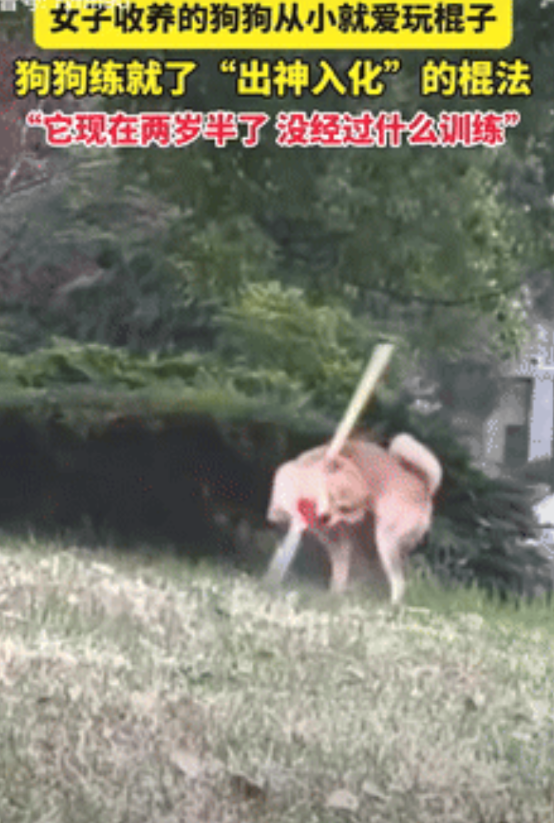 太有灵性了！湖北武汉，一女子收养了一只小狗，没多久就发现狗狗有项特长，仿佛天生就