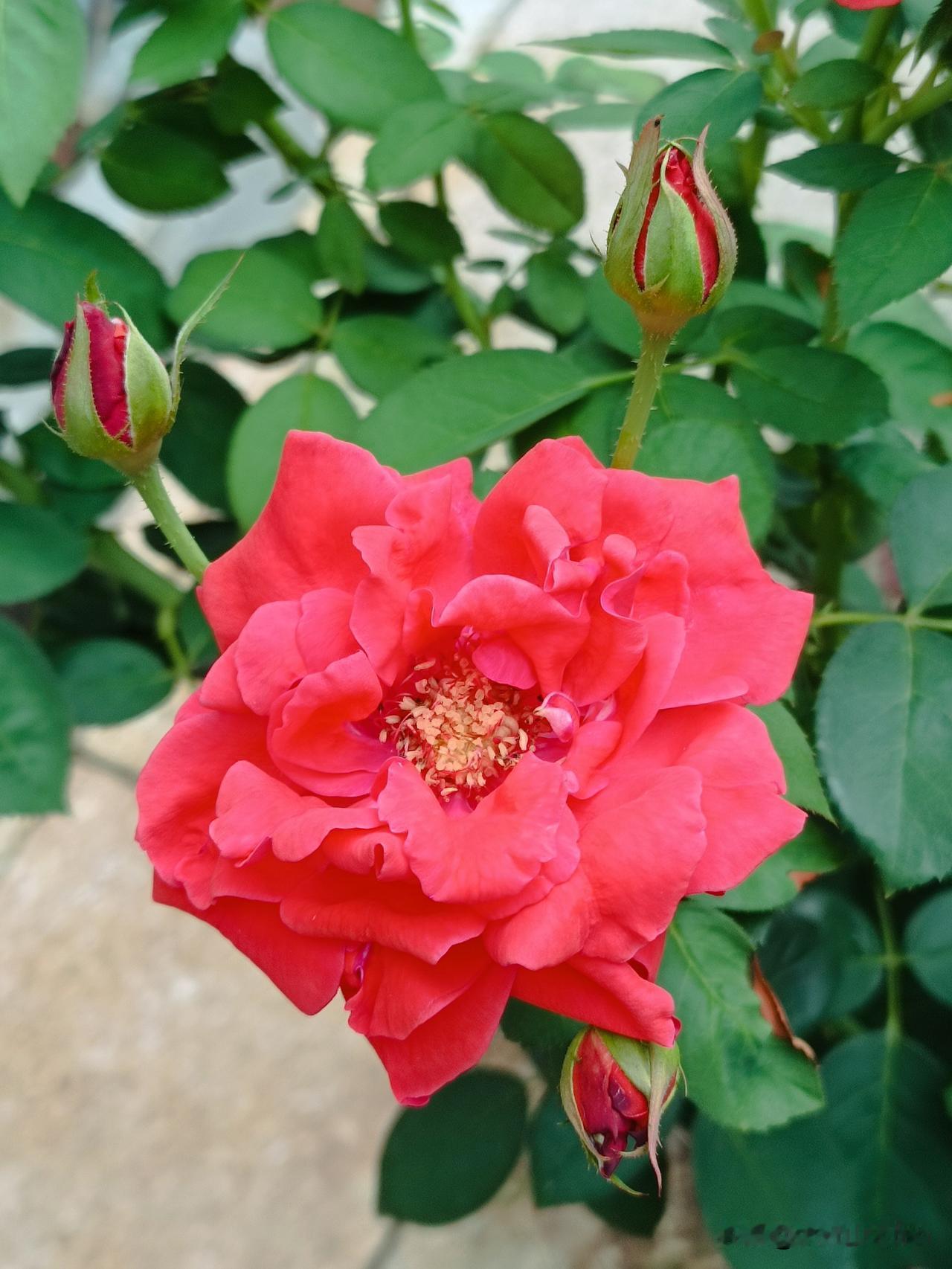 红月季，红似火红月季，真的如烈火般明艳！花瓣层层叠叠，红得纯粹又热烈。它就像