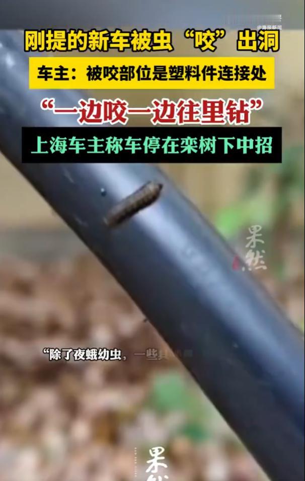 “无妄之灾！”11月10日报道，浙江嘉兴，一位车主新提的爱车停在栾树下，没过多久