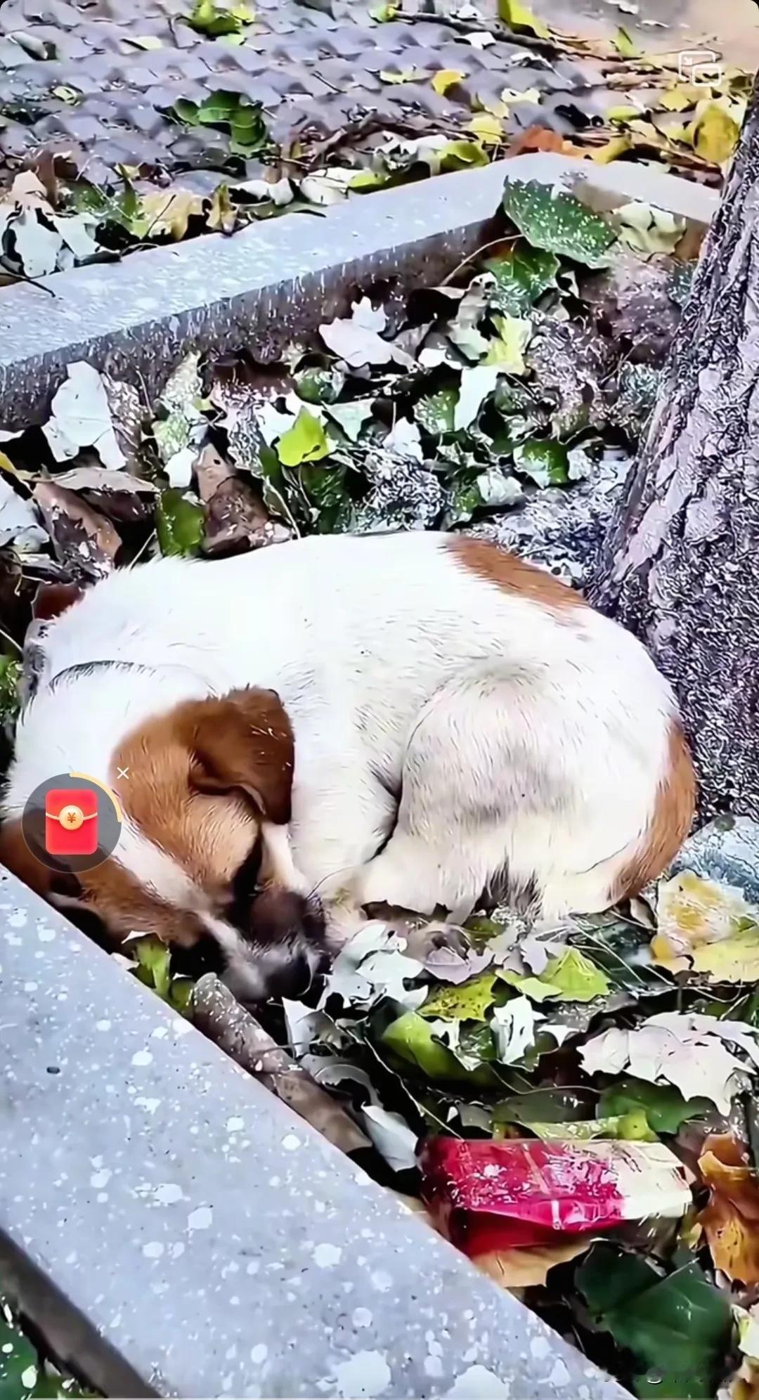 被丢弃在树下的狗狗，傻愣愣地坚信，只要自己不四处乱跑，主人必然还会回来把自己带回