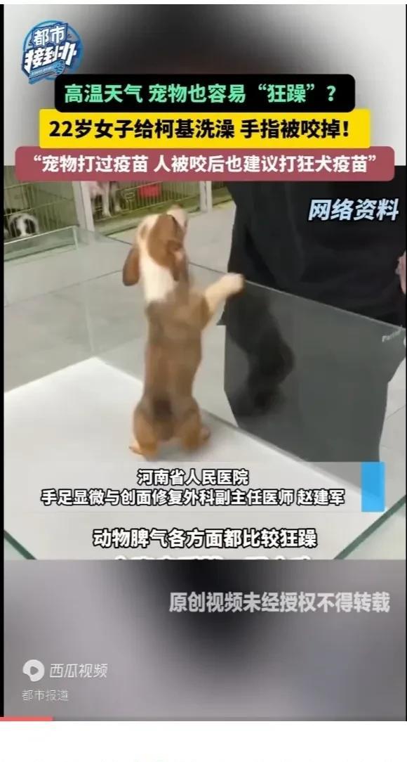 天热物燥，河南女子被柯基犬咬掉手指头。随后，在医院接上了。22岁陈姓女子是一家