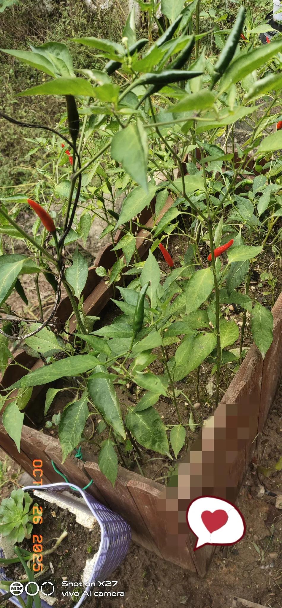 今天闺蜜突然抛了个尴尬的问题：“单身这么久，生理需求咋整？”我直接甩了八个字：“