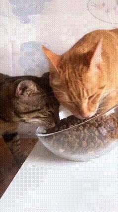狸花猫干饭霸道名场面！橘猫直接被挤懵😂全网最不讲理的干饭选手，绝对是狸花