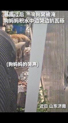 山东济南，一场暴雨过后，一只狗妈妈急得团团转，它泡在水里，拼命扒拉着地面，原来它