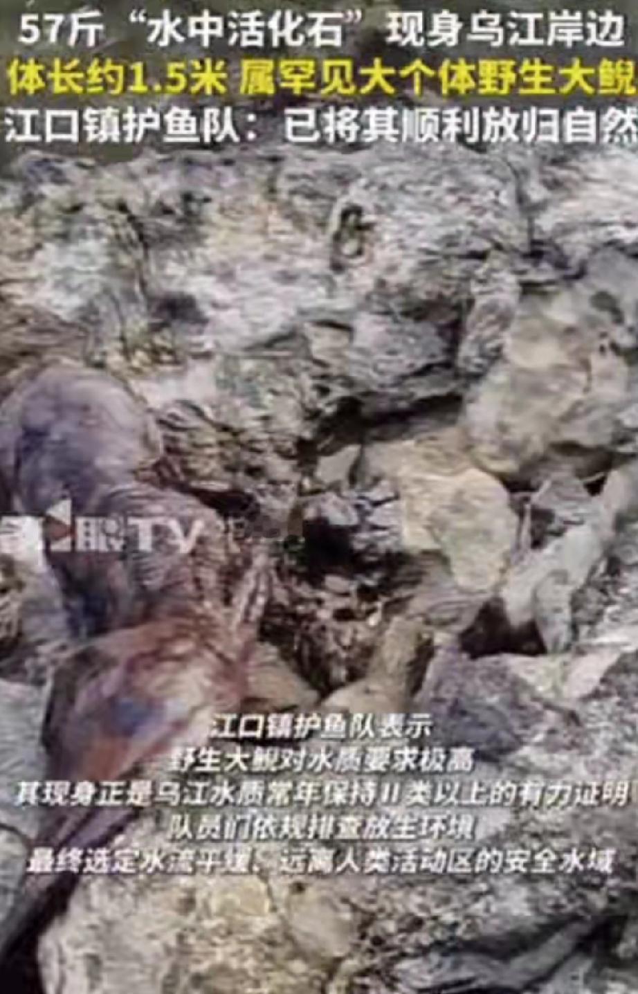 幸亏发现及时！重庆一村民干活时，突然发现石头缝有动静，他起初以为是“辣条”，结