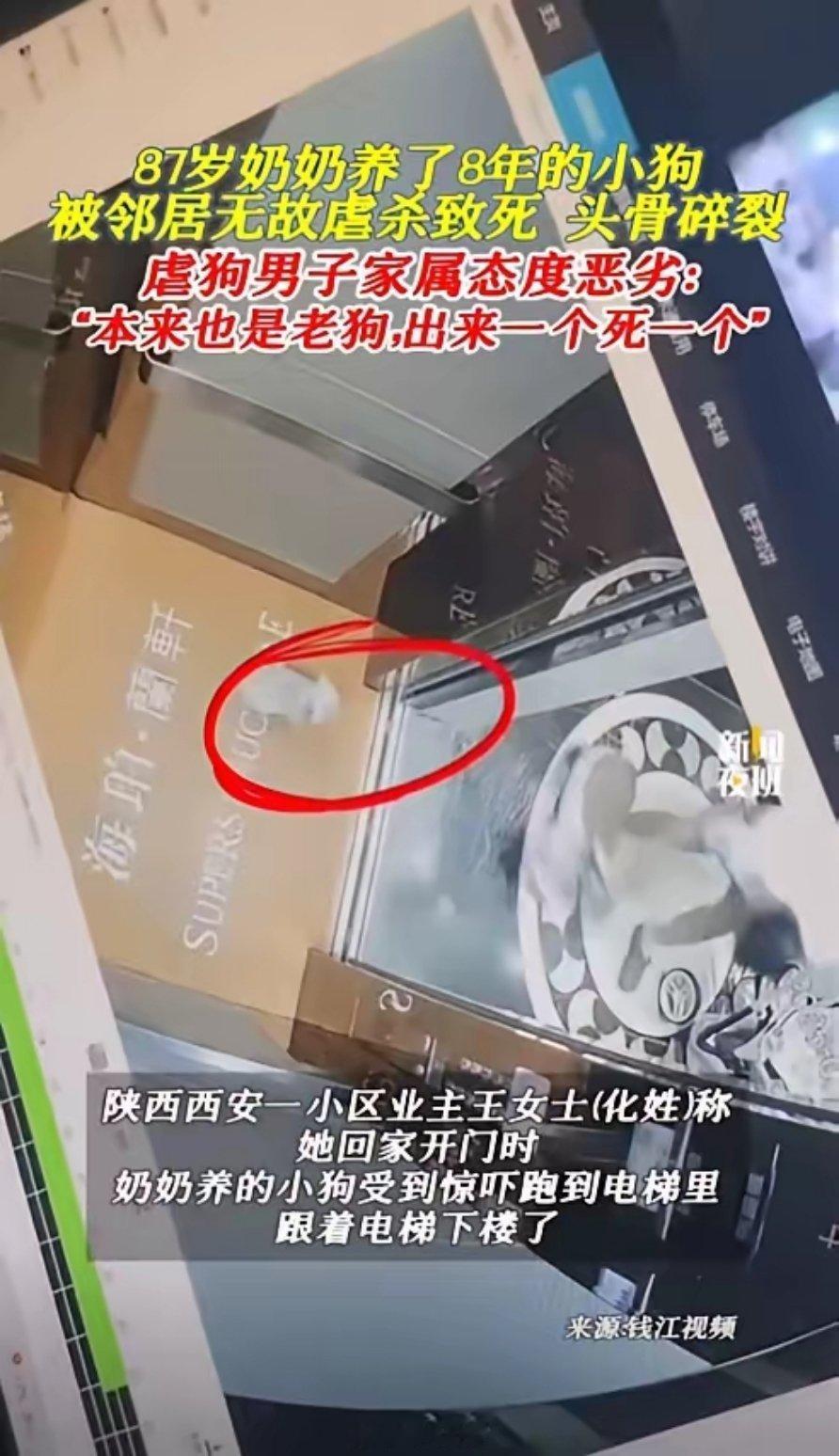 那只陪伴了她8年的小狗，早已成为她生活中不可或缺的一部分，如今小狗惨死，老人实在