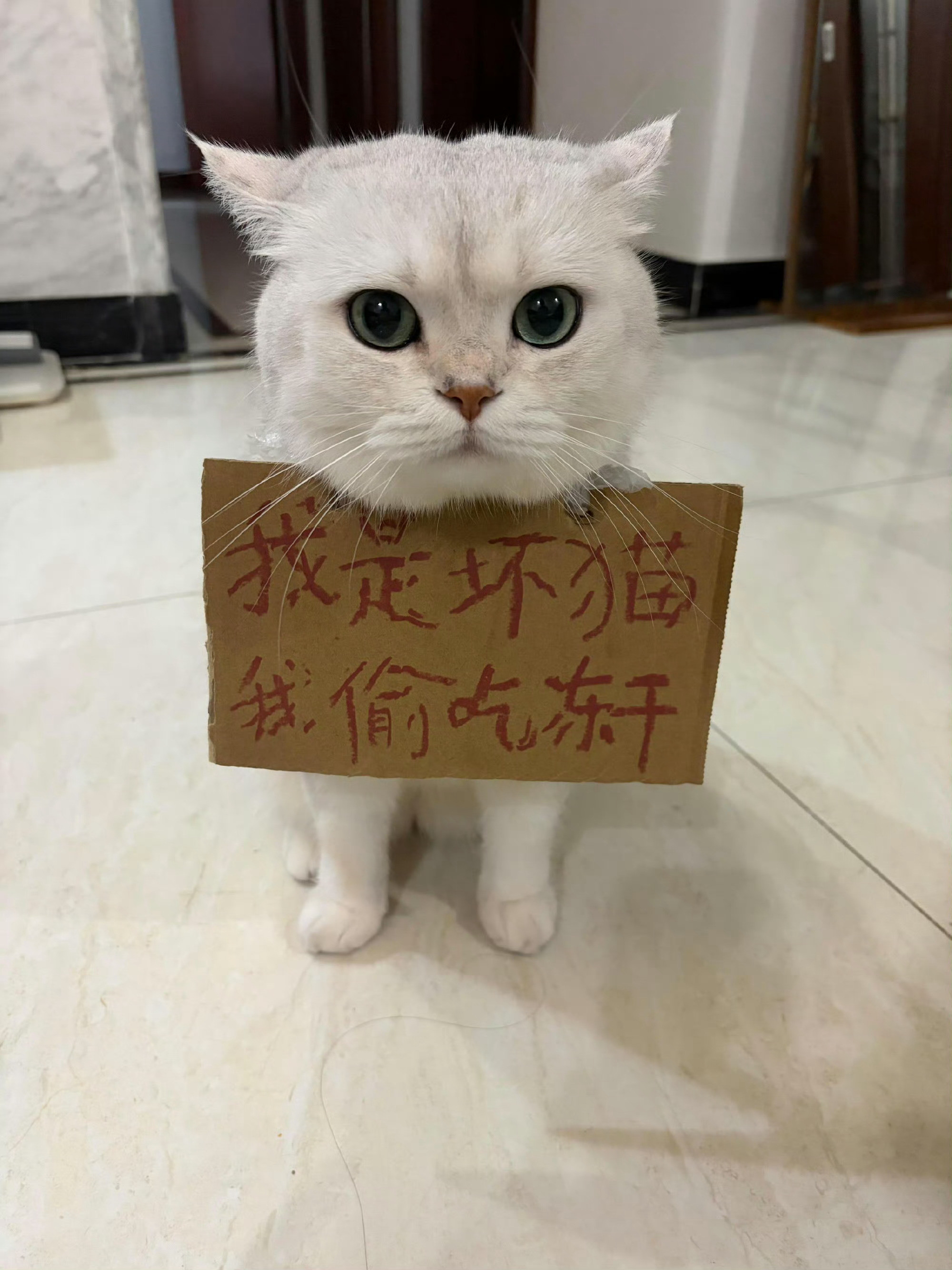 坏猫，游网示众！​​​