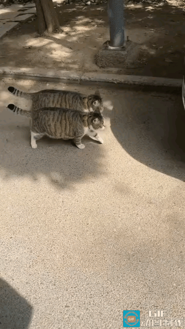 刷到这两只狸花猫散步的画面，第一眼真的容易看花眼。主人家里养了两只狸花猫，一只