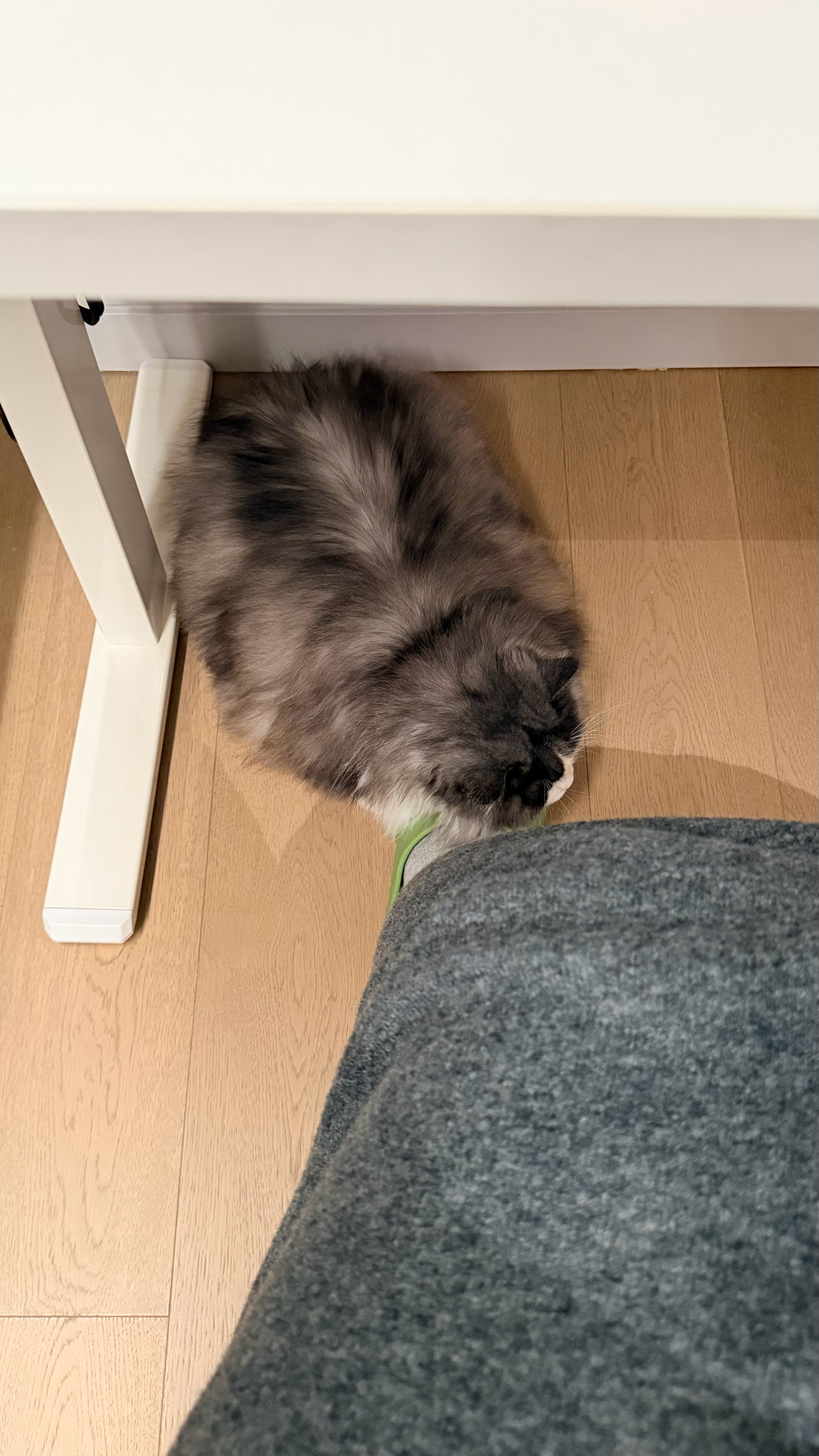 被大猪咪睡在脚上真是沉重的爱害得我都不敢动了我的猫看起来比我还爱摆烂