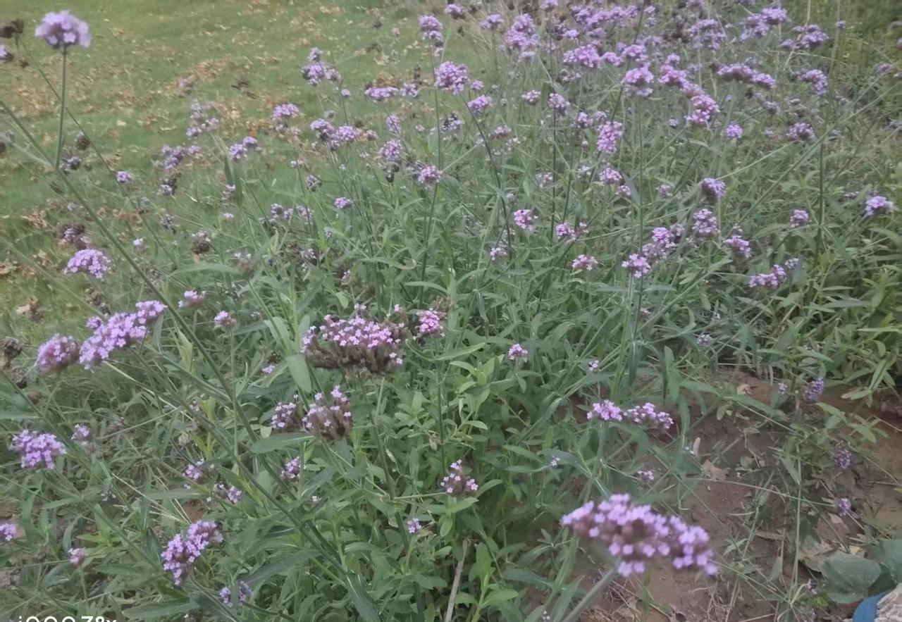 陕西关中方言顺口溜拾遗之三十九，本期收录关中传统风水文化，记得小时候堡子常有人找