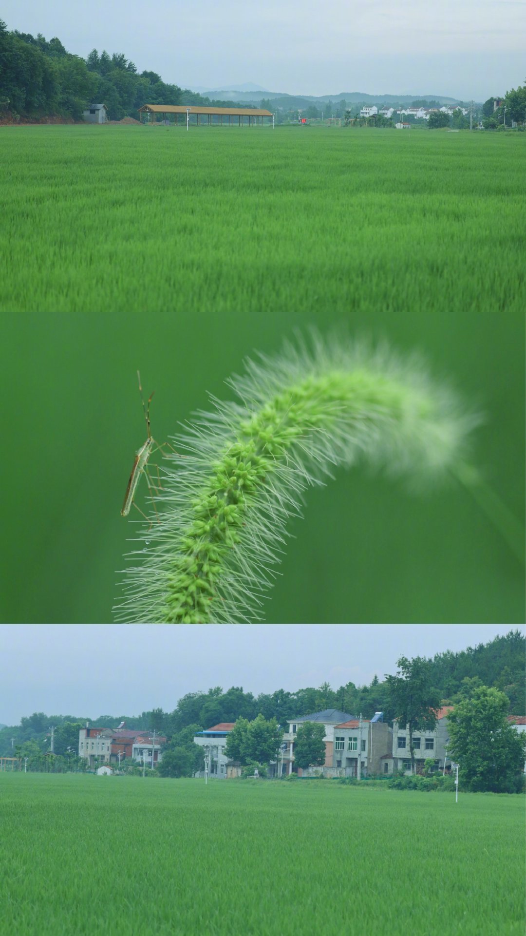 桃花风过荷塘，瓜熟蒂落，这是夏天最温柔的回响。一半是荷香清幽，一半是瓜果清甜