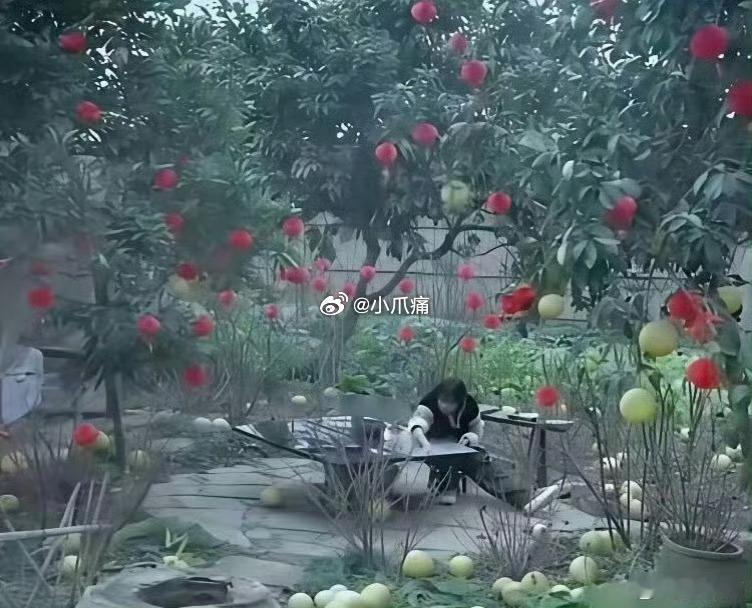 有人质疑李子柒院子里的柚子是摆拍的，直到去了四川以后才知道是真的，大街上全是柚子