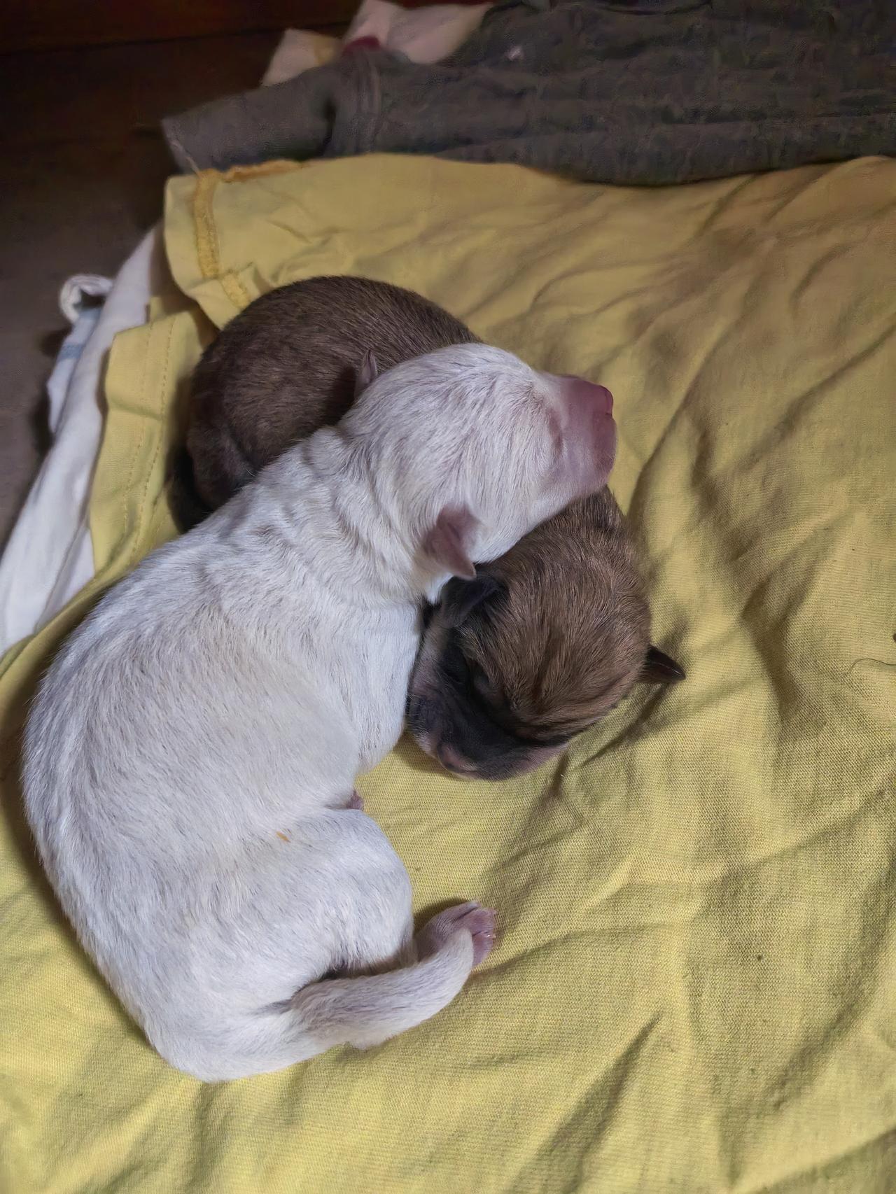 今天下班回到家狗子没有像往常样迎接我，立马感觉不对劲便跑到狗窝一看，妈呀，生了一