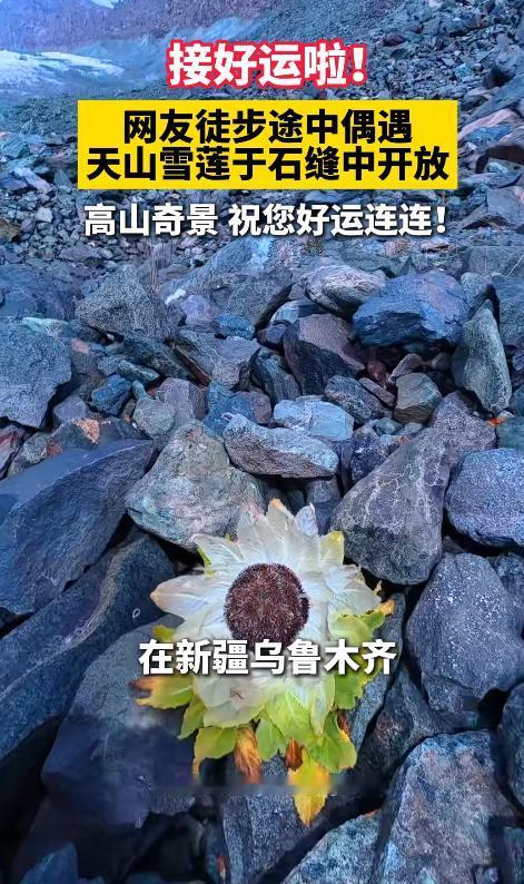 “上人民网了！”新疆天山，一名网友徒步途中停下休息，没想到低头一看，竟在脚边的乱