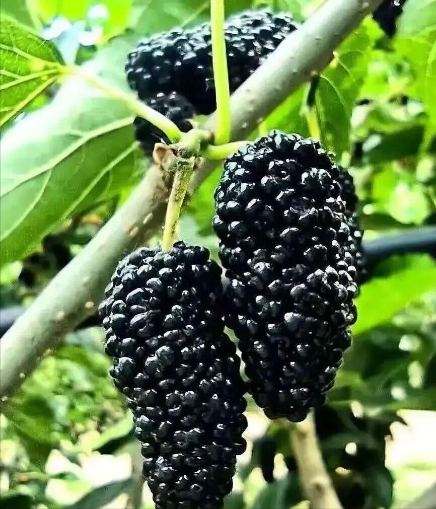 中药代茶饮降血压方在前面的文章里有介绍中医药治疗降血压作用的经典验方，有的患