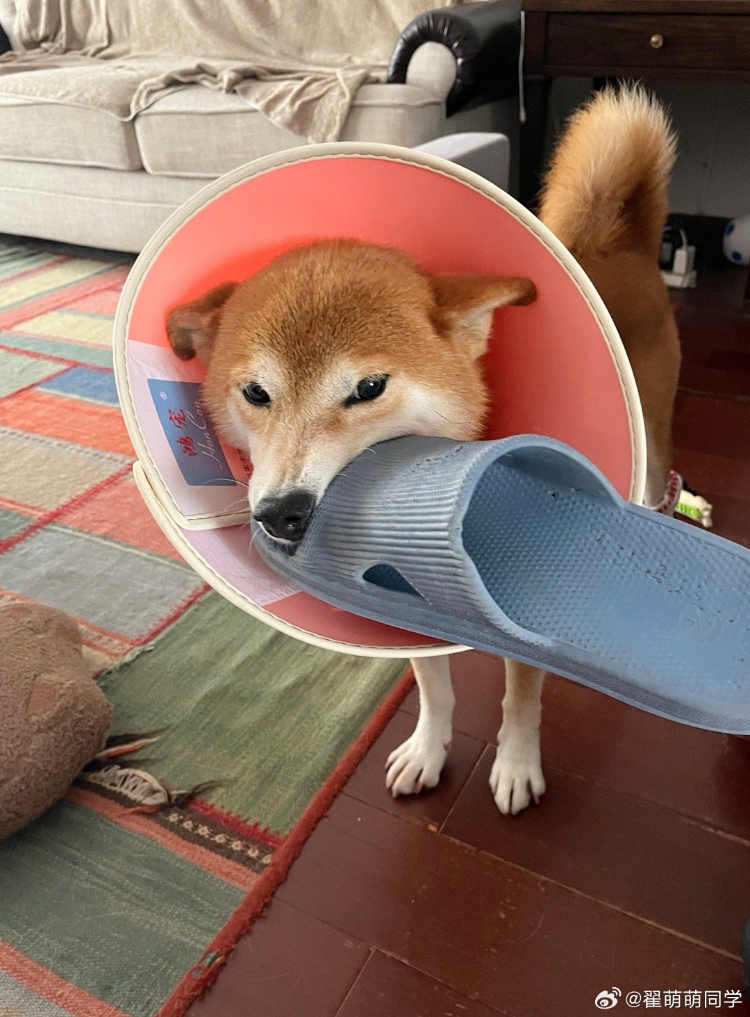 给这货穿上我的袜子，防止乱挠伤口。​​​