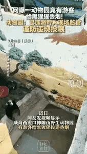 太炸裂了！山东威海动物园，一游客手一抖，把点着的香烟扔进猩猩区，一只猩猩顺手捡起