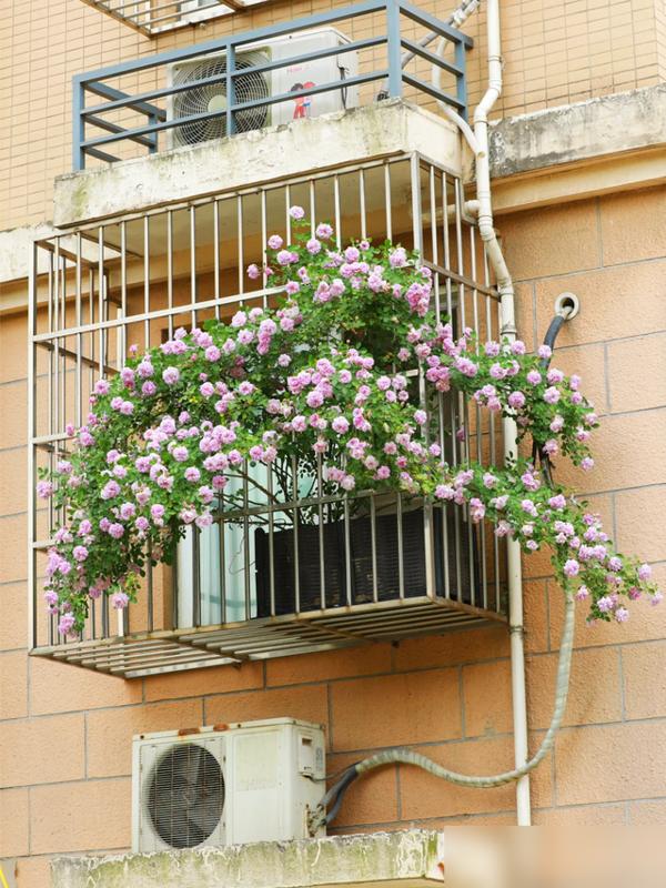 看完浙江这位大哥的阳台月季，我直接酸到拍大腿！浙江一男的用小破盆养蓝色阴雨，开出
