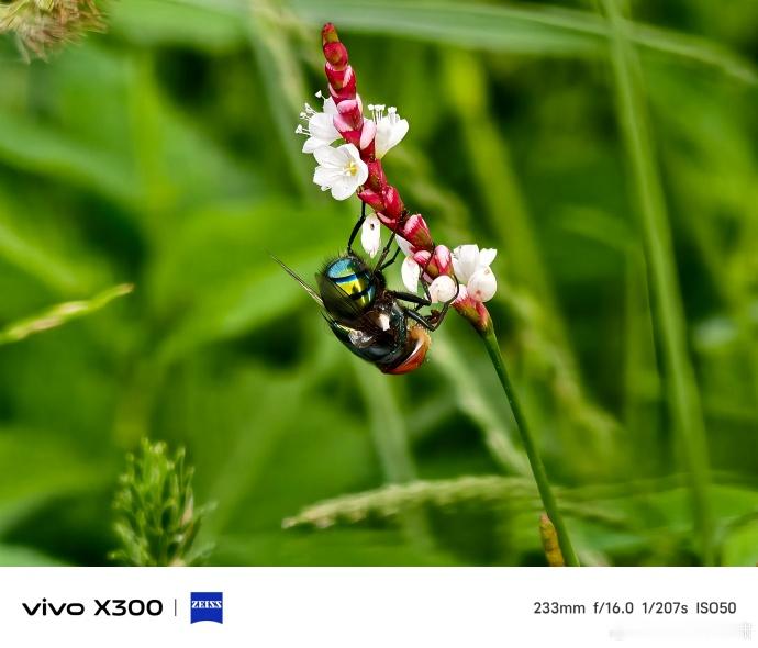 vivoX300标准版的10X微距样张满分10分的话，大家会给打几分呢？viv