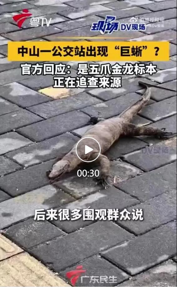 7月16日傍晚，广东中山市南区街道城南一路万科城市风景公交站台步道上，出现