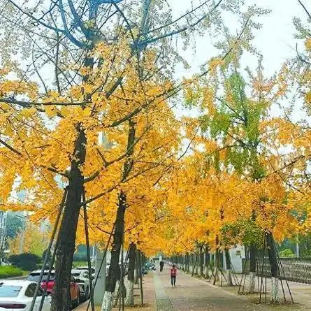 12月4日四川眉山多名环卫工使用高压水枪打落银杏叶一事，引发公众关注和讨论。事件