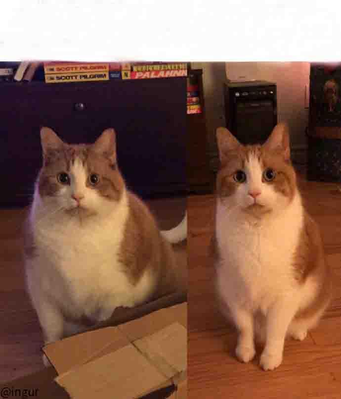 连橘猫都减肥成功了，你呢？！