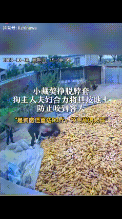 “双方都吓到了！”辽宁锦州，这天张先生家里来了客人，刚进院子没走多远，突然，小藏