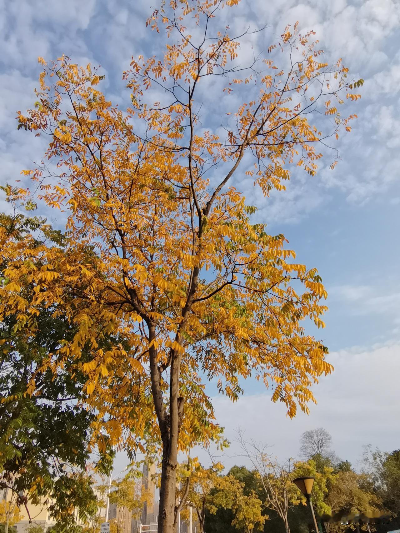 秋意浓！大家周末是不是都在赏秋啊？把你拍到的秋景也晒出来给大家分享下!武汉的