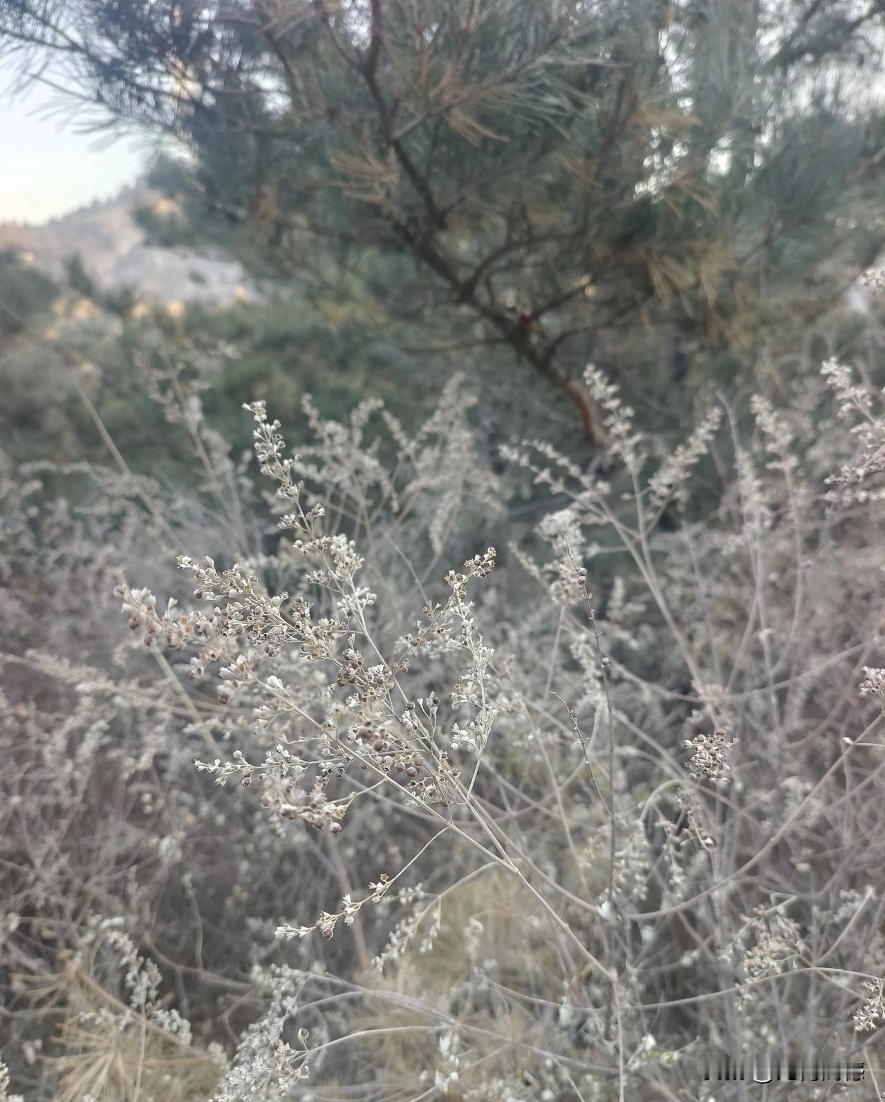 无意中拍摄了一张好的图片，尽管看起来有些荒凉，但我却非常喜欢这张图片，这就是我心