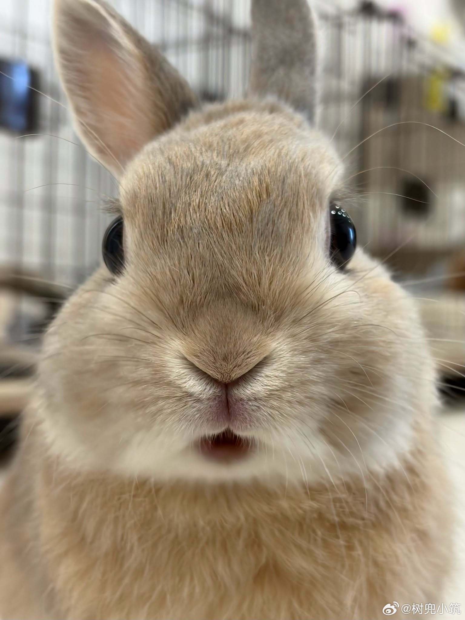 兔子的喜怒哀乐🐰​​​