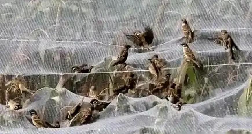 有人养麻雀，不为了吃肉，就盯着它屁股底下那点粪，晒干了，捻成粉，一斤能卖上百块，