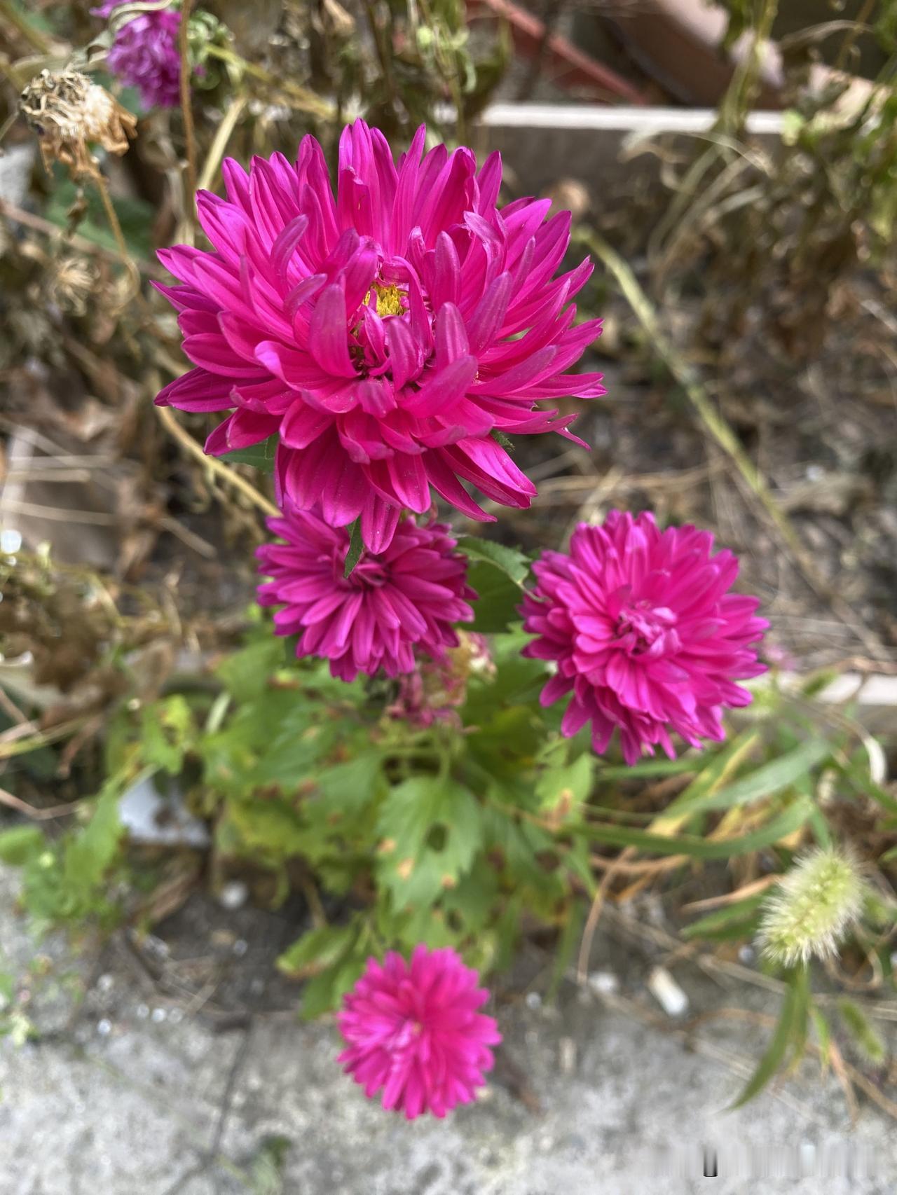昨天看到这几朵翠菊，它有好几个别名，北方很多地方习惯叫江西腊，也叫七月菊、五月菊