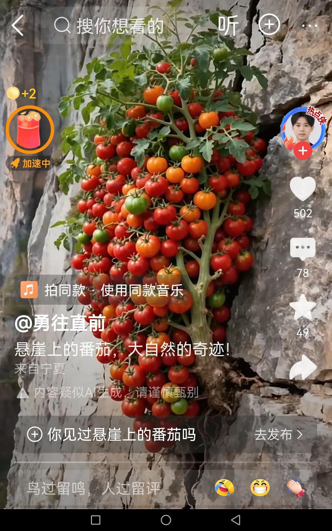 好诱人的西红柿，看着可太好看了。头回见，真开眼了，墙上的西红柿。西红柿竟然还有这