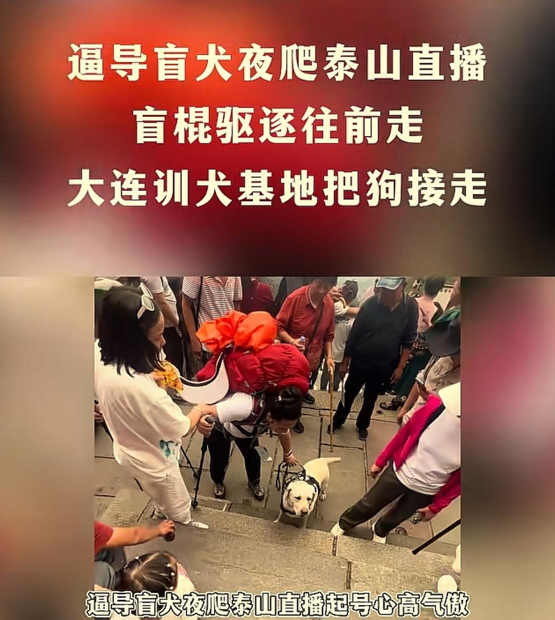 当导盲犬被当成“流量工具”：别让私欲毁掉稀缺善意近期，一对盲人夫妇“逼导盲犬夜