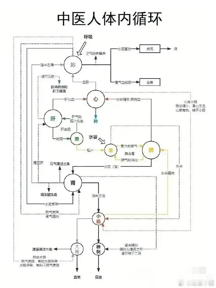 一图看懂：中医如何解读，人体内循环？