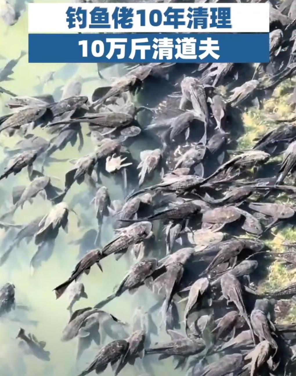 “清道夫克星”十年擒获十万斤，一位广州钓客的无声战役在广东中山的江河湖库边，